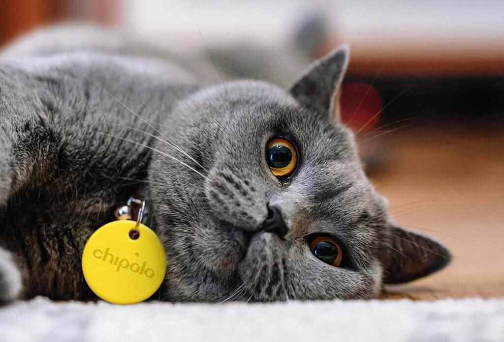 Chipolo One on cat