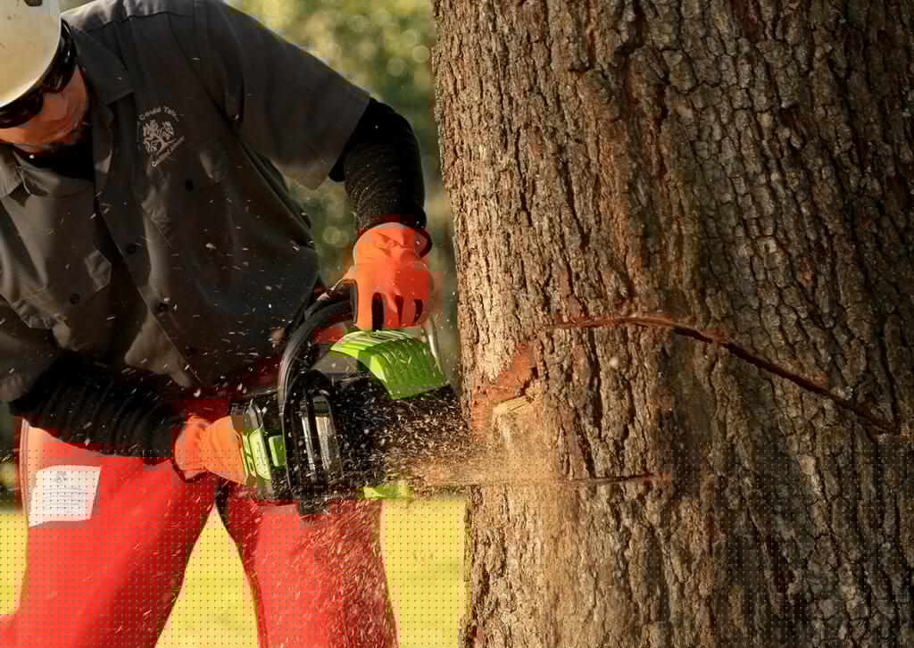 Cutting down huge tree with the Greenworks Pro 18-Inch